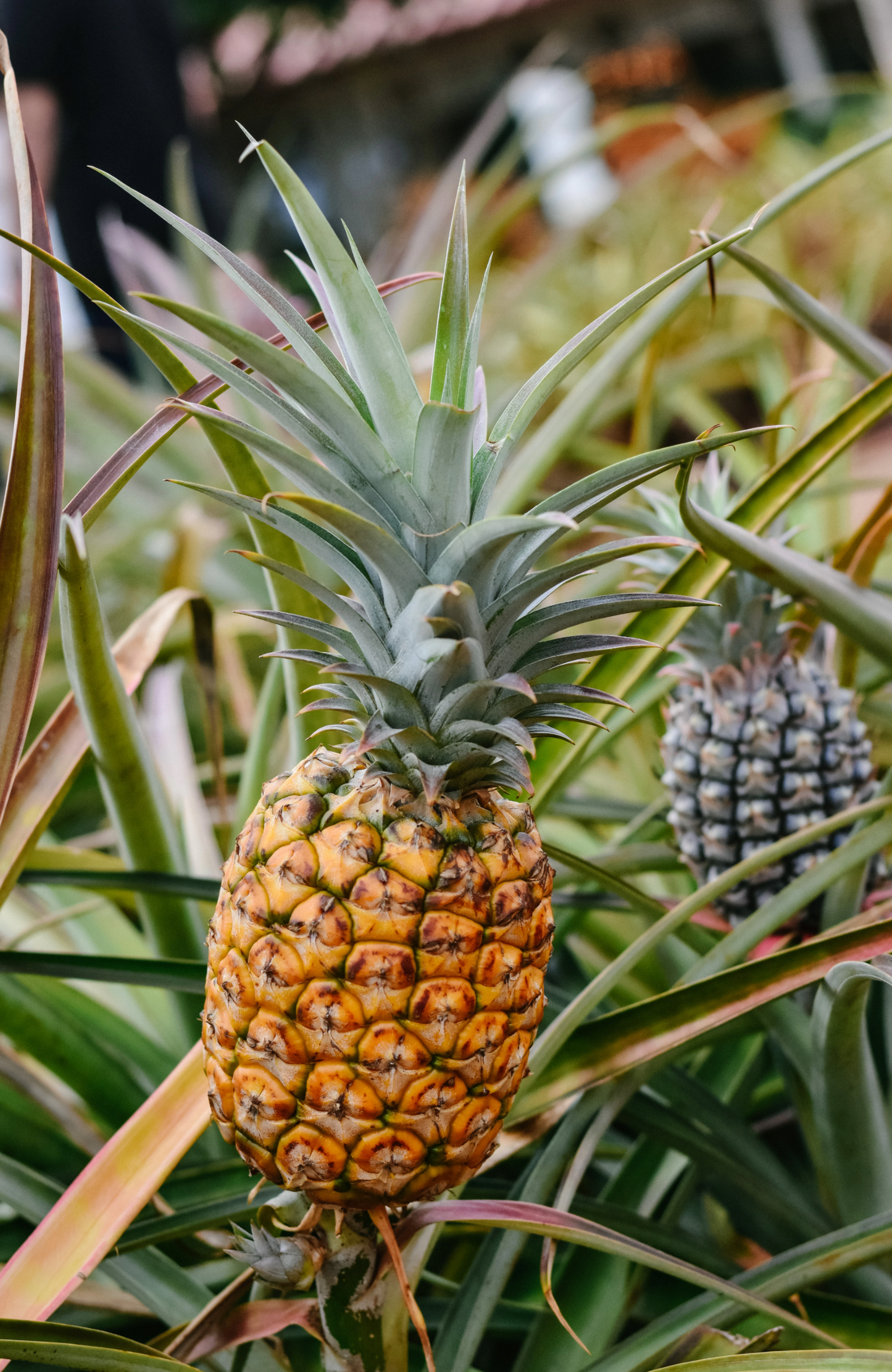 14 Day Pineapple Tea